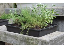 Foto van Royal Well kweekbak 15L