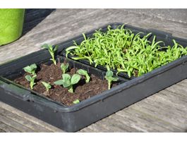 Royal Well zaaibak 12 stuks Foto van Royal Well zaaibak 12 stuks