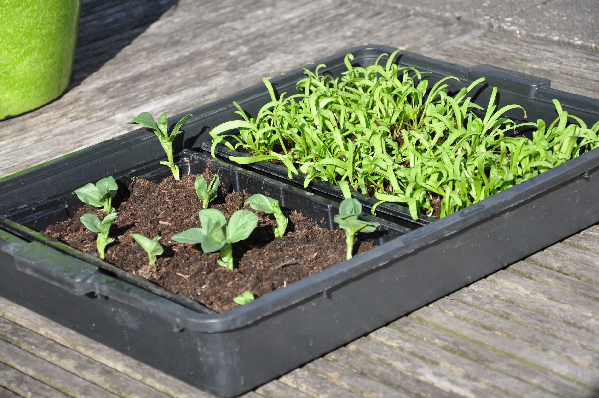 Foto van Royal Well zaaibak 12 stuks