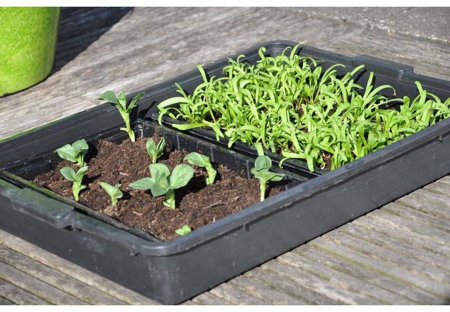 Royal Well Seed tray 375 x 23 x 6 cm - set a 12 Foto van Royal Well Seed tray 375 x 23 x 6 cm - set a 12