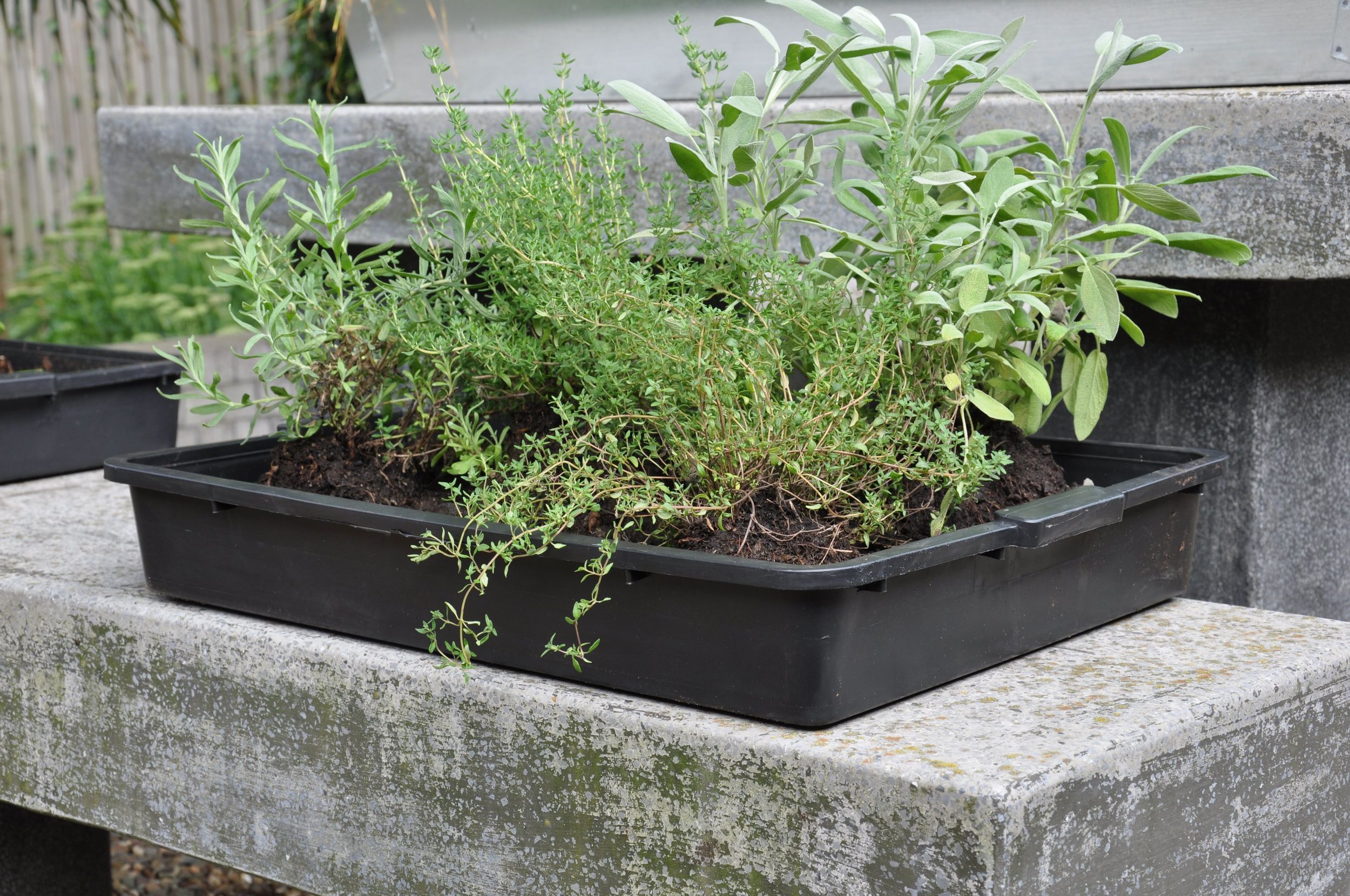 Foto van Royal Well kweekbak 15L