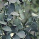 Foto van Eucalyptus