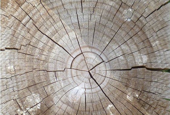 Barsten en scheuren in het hout