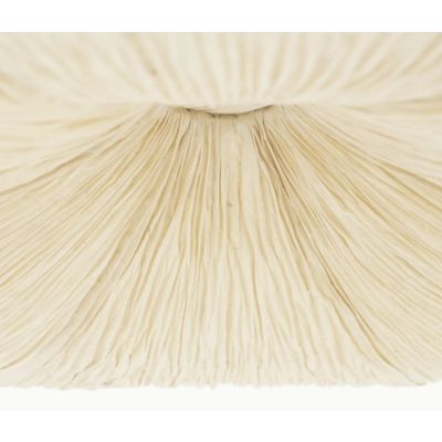 Tweede foto van By Boo - Pendant Lamp - Lokta 2