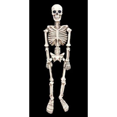 Foto van 2D Skelet 160cm