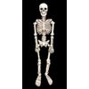 Afbeelding van 2D Skelet 160cm