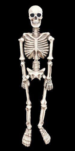 2D Skelet 160cm