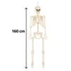 Afbeelding van Decoratie Skelet Skinny