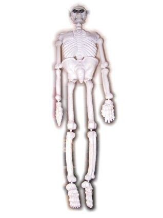 Skelet 150 cm