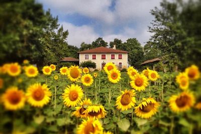 Grote woonboerderij + gîte op 1,5 ha met uitzicht op de heuvels in Gascogne