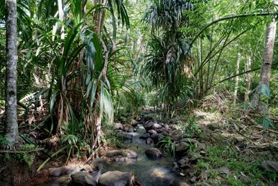 TITLED 7800 m2 natuur farm op de Filippijnen