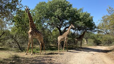 Vakantiehuis Mhofu bij het Kruger Nationaal Park