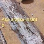 Reconditionare giurgiuvea