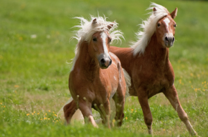 Haflinger Horzeplaza