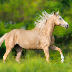 rit Onophoudelijk vuist Palomino kopen | Horzeplaza | Verkoopplatform paarden en pony's