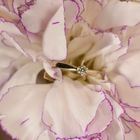 Image 7 of Gold solitaire ring with diamond; 0.025 ct.