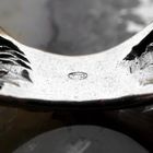 Image 9 of Robust silver ring with elephant