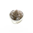 Image 1 of Silver ring with sea snail shell