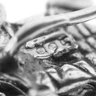 Image 7 of Silver brooch pin | Turtle