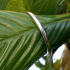 Image 2 of Silver subtle slave bracelet | Ø 61 mm