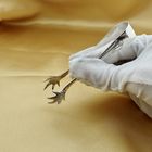 Image 2 of English silver sugar tongs with bird feet | Vintage