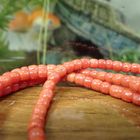 Image 5 of Blood coral bead necklace with gold clasp; Antique | 80 cm