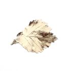 Image 1 of Silver plated brooch of a leaf