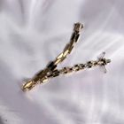 Image 11 of Gold Bismarck link bracelet