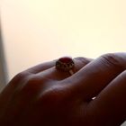 Afbeelding 10 van 8 karaat ring met bloedkoraal 