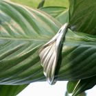 Image 2 of Silver fantasy slave bracelet | Ø 58 mm