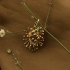 Image 2 of Gold pendant | Coral