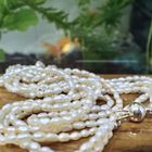 Image 12 of Pearl necklace with gold clasp.