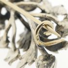 Image 7 of Silver Art Nouveau brooch set with rose-cut diamonds