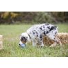 Afbeelding van Kong Puppy - Hondenspeelgoed - Assorti - M