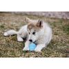Afbeelding van Kong Puppy - Hondenspeelgoed - Assorti - M