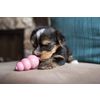 Afbeelding van Kong Puppy - Hondenspeelgoed - Assorti - M