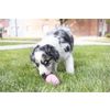 Afbeelding van Kong Puppy - Hondenspeelgoed - Assorti - M