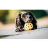 Afbeelding van Trixie gatenbal natuurrubber met bel voor blinde of gehandicapte hond - Default Title