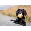 Afbeelding van Trixie gatenbal natuurrubber met bel voor blinde of gehandicapte hond - Default Title