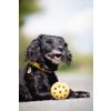 Afbeelding van Trixie gatenbal natuurrubber met bel voor blinde of gehandicapte hond - Default Title