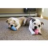 Afbeelding van Kong Puppy - Hondenspeelgoed - Assorti - M