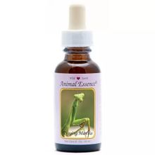 Foto van Animal Essences Praying mantis (bidsprinkhaan)