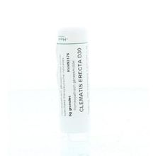 Foto van Homeoden Heel Clematis erecta D30