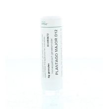 Foto van Homeoden Heel Plantago major D12