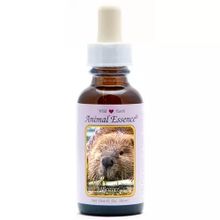 Foto van Animal Essences Beaver (bever)