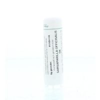 Homeoden Heel Sarsaparilla officinalis D6