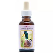 Foto van Animal Essences Mallard (wilde eend)