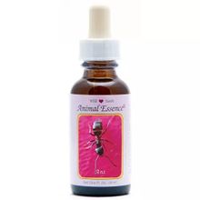 Foto van Animal Essences Ant (mier)