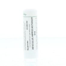 Foto van Homeoden Heel Aesculus hippocastanum D12