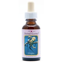 Foto van Animal Essences Octopus